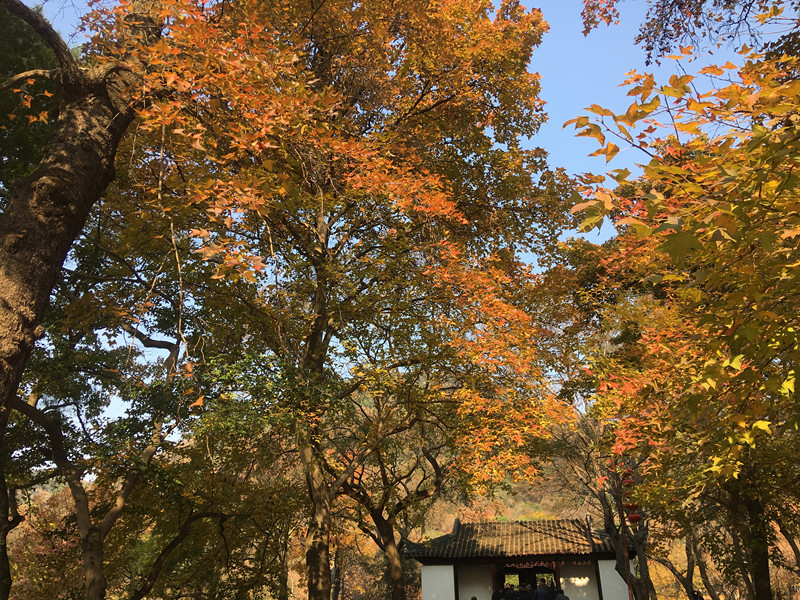 蘇州天平山,天平山楓葉,倉儲貨架