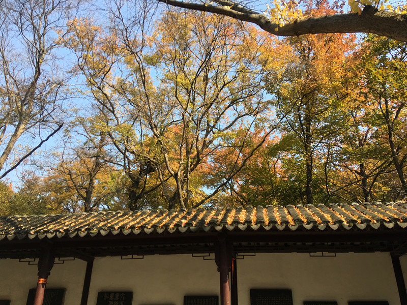 蘇州天平山,天平山楓葉,倉儲貨架